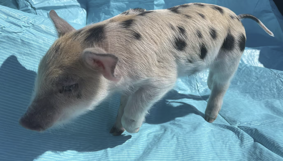 📰 Baseball team under fire for "fat-shaming" pig mascot name