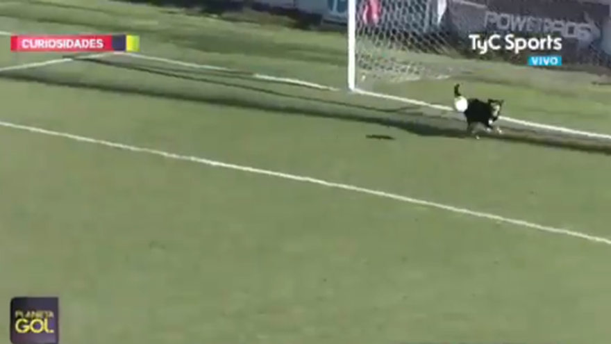 Dog runs on field to save certain goal