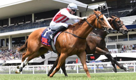 📰 The best bets and dangers revealed for the Karaka Millions